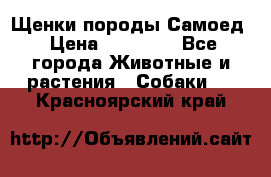 Щенки породы Самоед › Цена ­ 20 000 - Все города Животные и растения » Собаки   . Красноярский край